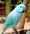 /album/ring-neck/ring-10-jpg/
